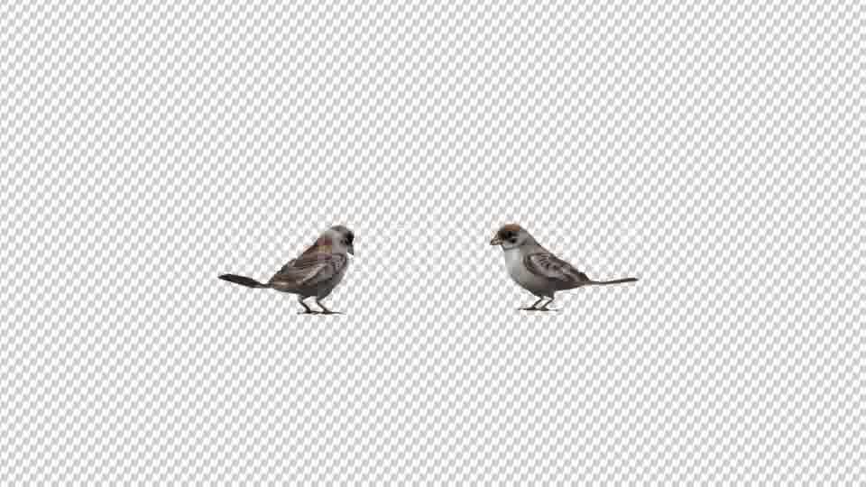 Sparrows Videohive 20385417 Motion Graphics Image 12