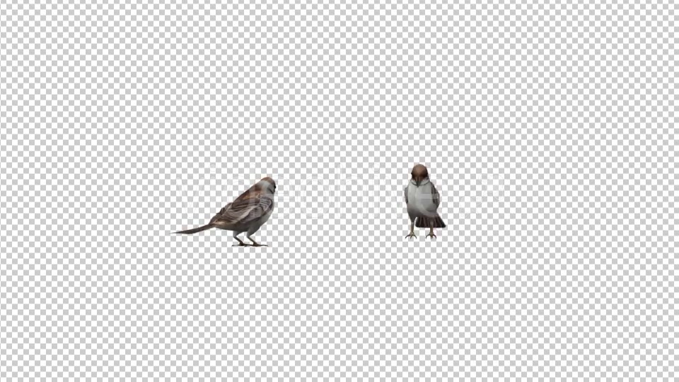 Sparrows Videohive 20385417 Motion Graphics Image 4