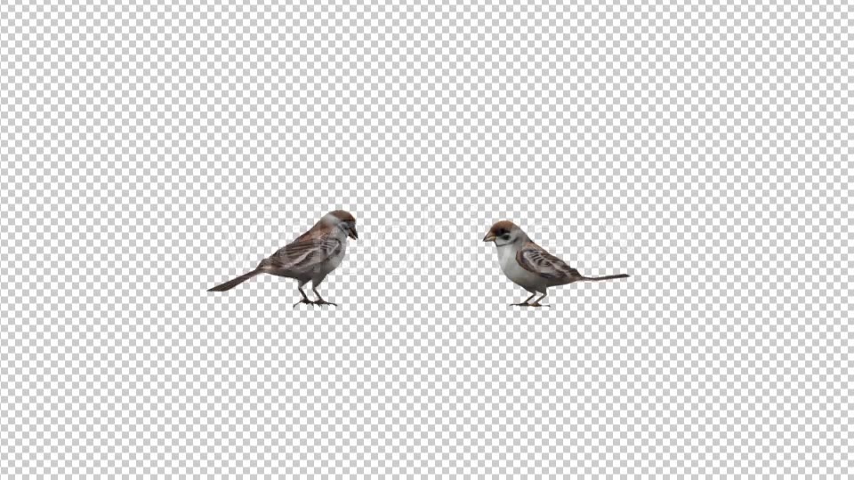 Sparrows Videohive 20385417 Motion Graphics Image 5
