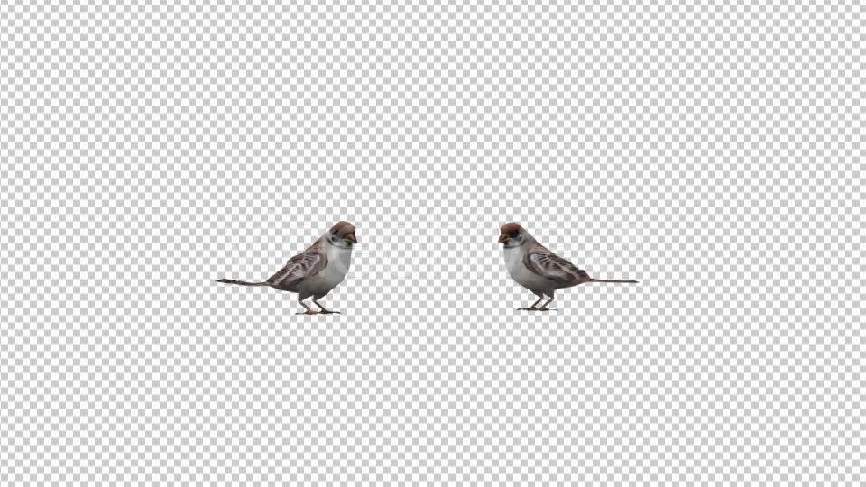 Sparrows Videohive 20385417 Motion Graphics Image 6