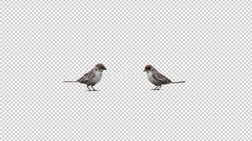Sparrows Videohive 20385417 Motion Graphics Image 7