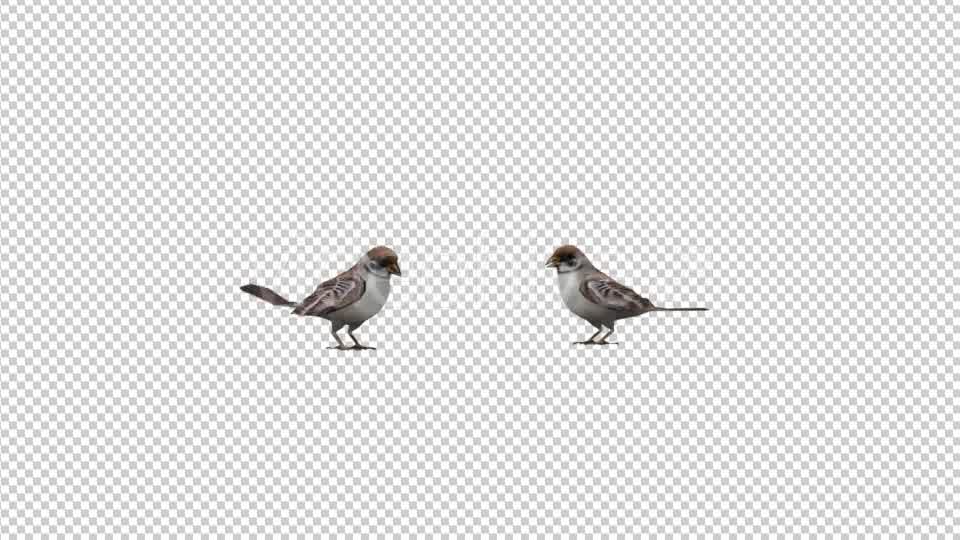Sparrows Videohive 20385417 Motion Graphics Image 8