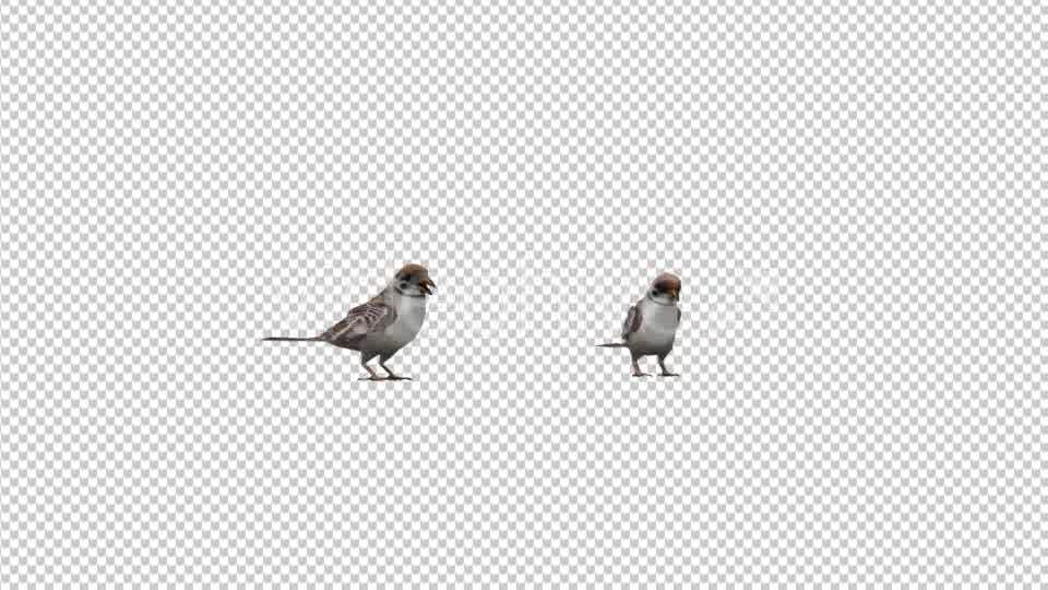 Sparrows Videohive 20385417 Motion Graphics Image 9