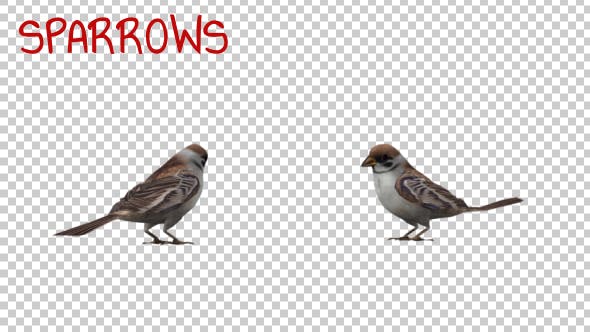 Sparrows - 20385417 Videohive Download