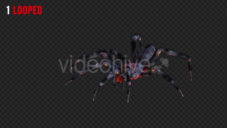 Spider 1 Realistic Pack 4 Videohive 21213312 Motion Graphics Image 2
