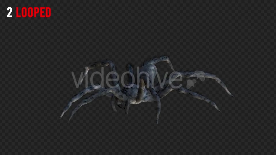 Spider 1 Realistic Pack 4 Videohive 21213312 Motion Graphics Image 3