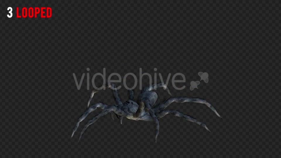 Spider 1 Realistic Pack 4 Videohive 21213312 Motion Graphics Image 4