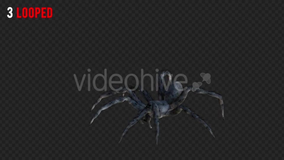Spider 1 Realistic Pack 4 Videohive 21213312 Motion Graphics Image 5