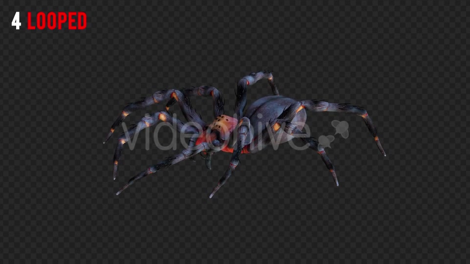 Spider 1 Realistic Pack 4 Videohive 21213312 Motion Graphics Image 6