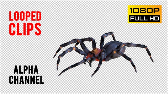 Spider 1 Realistic Pack 4 - Download Videohive 21213312