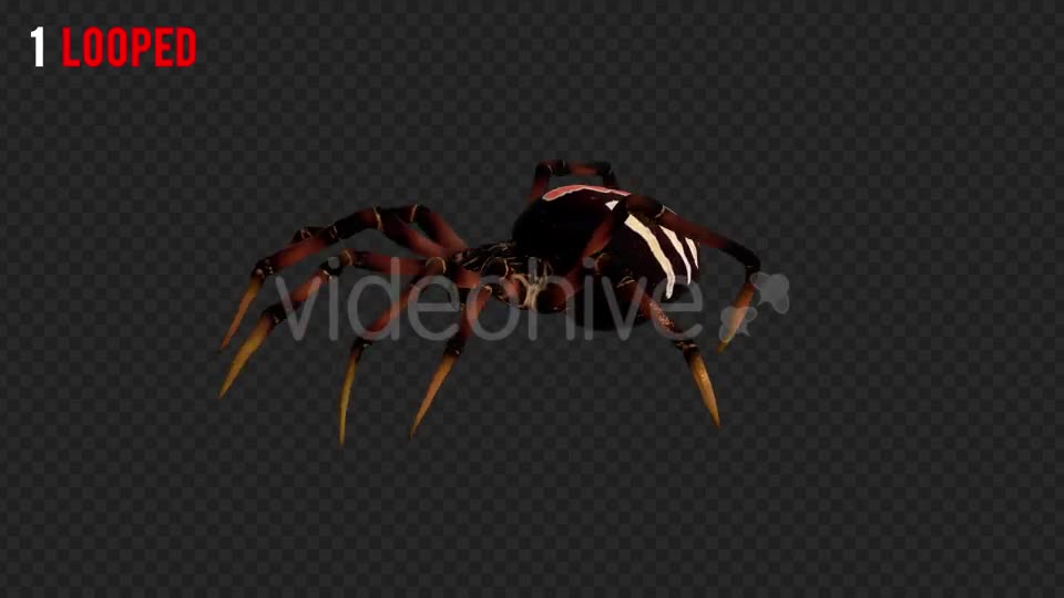 Spider 2 Realistic Pack 3 Videohive 21213369 Motion Graphics Image 1