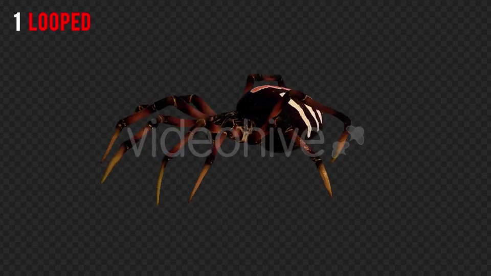 Spider 2 Realistic Pack 3 Videohive 21213369 Motion Graphics Image 2
