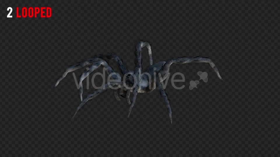 Spider 2 Realistic Pack 3 Videohive 21213369 Motion Graphics Image 3