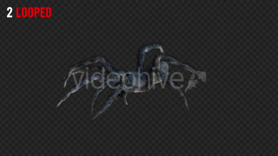Spider 2 Realistic Pack 3 Videohive 21213369 Motion Graphics Image 4