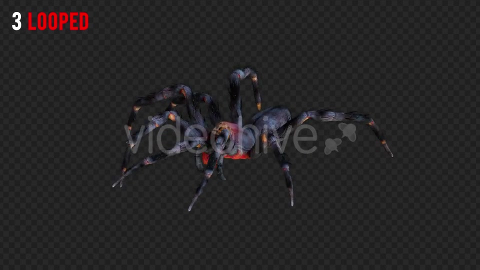 Spider 2 Realistic Pack 3 Videohive 21213369 Motion Graphics Image 5