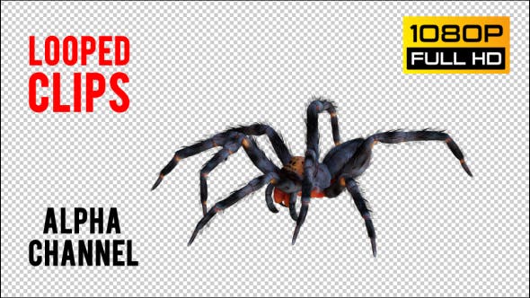 Spider 2 Realistic Pack 3 - Download Videohive 21213369