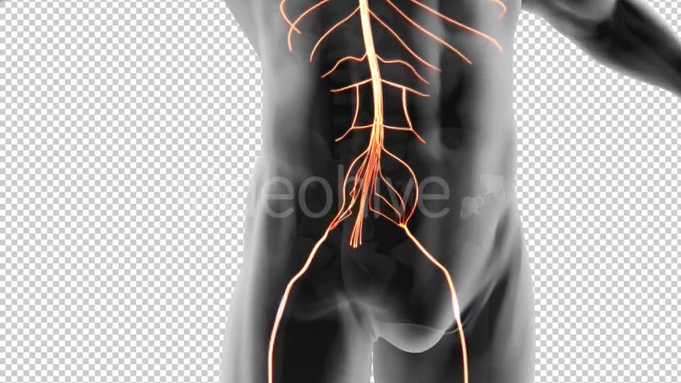 Spinal Nerves Cauda Equina Videohive 19908995 Motion Graphics Image 2