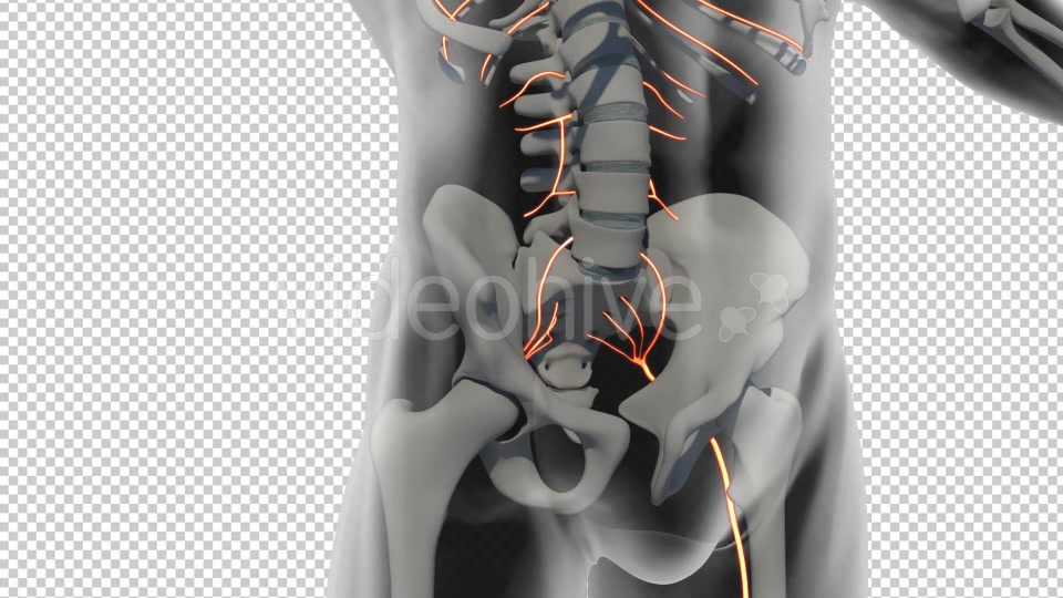 Spinal Nerves Cauda Equina Videohive 19908995 Motion Graphics Image 3