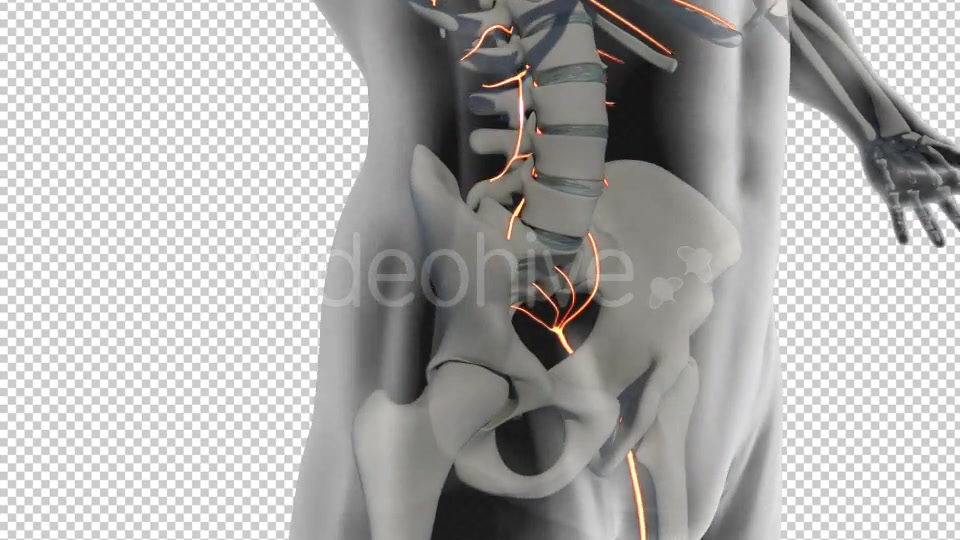 Spinal Nerves Cauda Equina Videohive 19908995 Motion Graphics Image 4