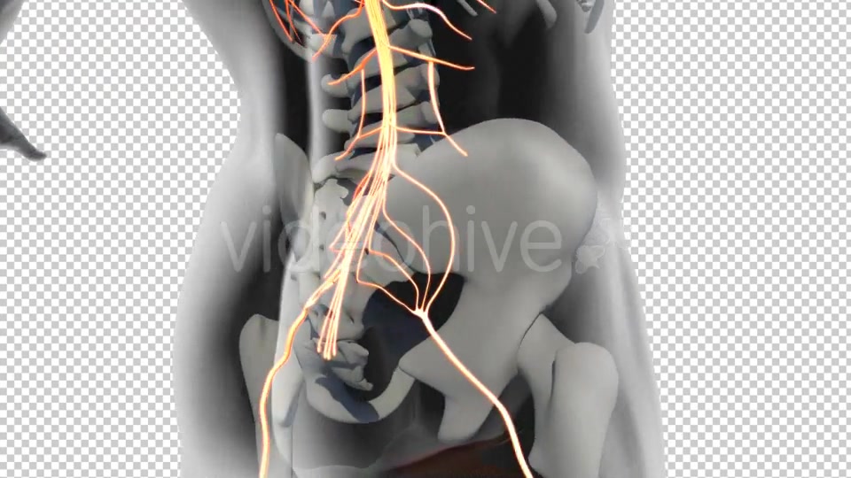 Spinal Nerves Cauda Equina Videohive 19908995 Motion Graphics Image 5