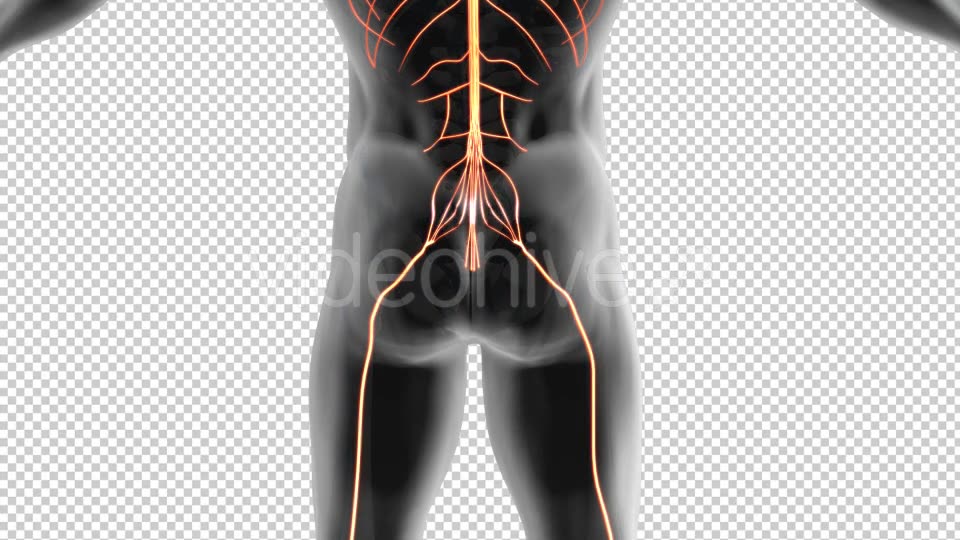 Spinal Nerves Cauda Equina Videohive 19908995 Motion Graphics Image 7