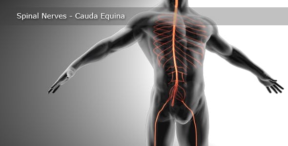 Spinal Nerves Cauda Equina - 19908995 Download Videohive