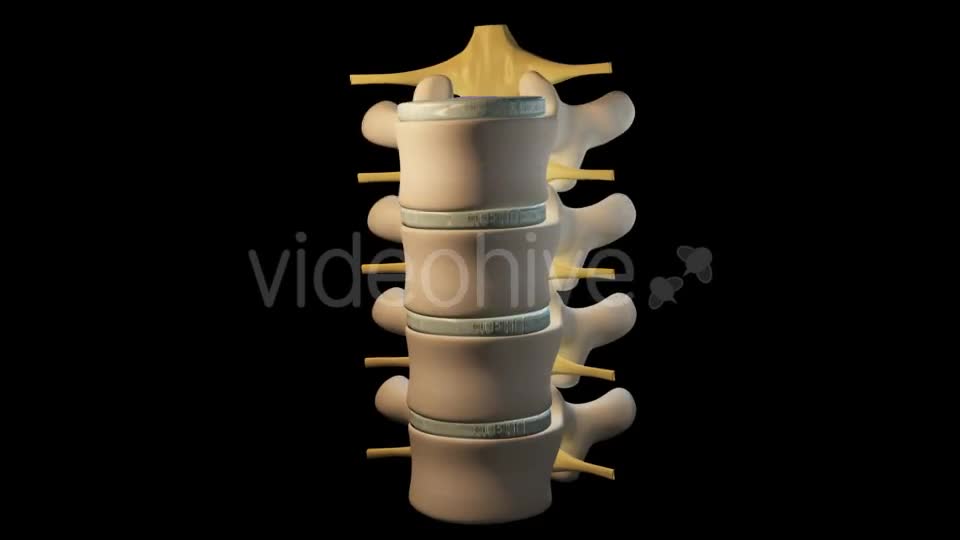 Spine Segment Movements Videohive 21120905 Motion Graphics Image 1