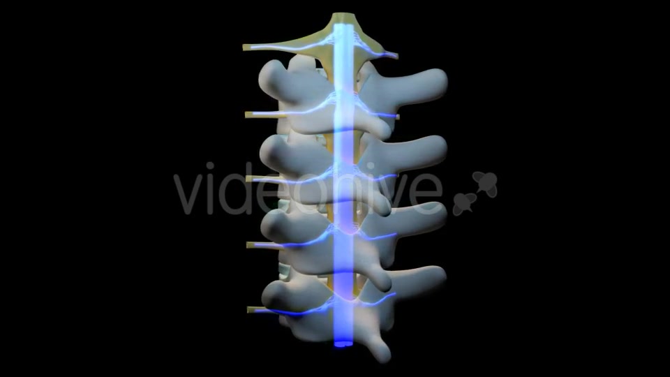Spine Segment Movements Videohive 21120905 Motion Graphics Image 10