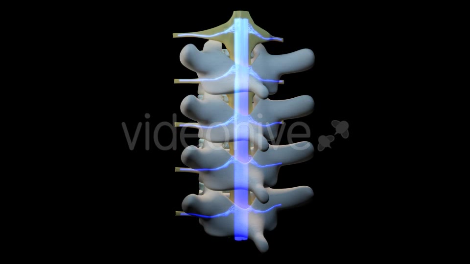 Spine Segment Movements Videohive 21120905 Motion Graphics Image 11