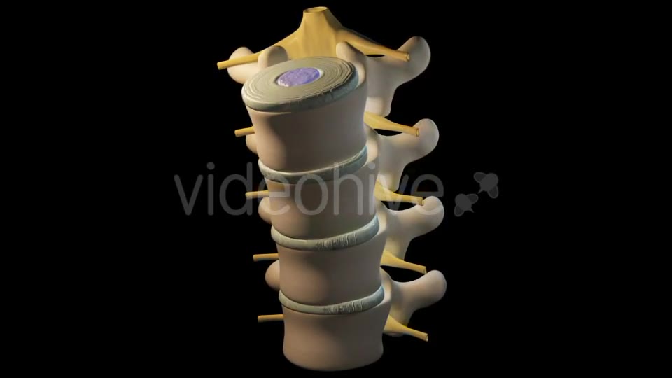Spine Segment Movements Videohive 21120905 Motion Graphics Image 2