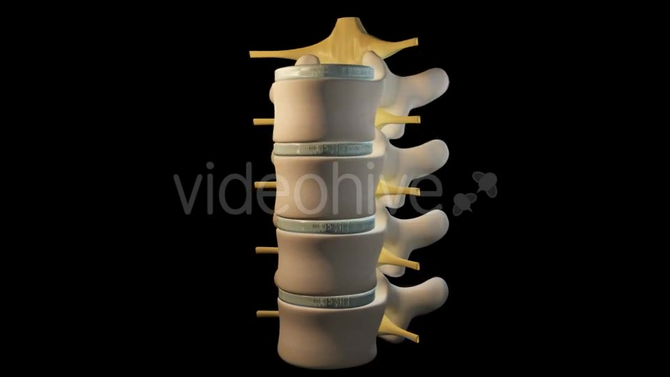 Spine Segment Movements Videohive 21120905 Motion Graphics Image 3