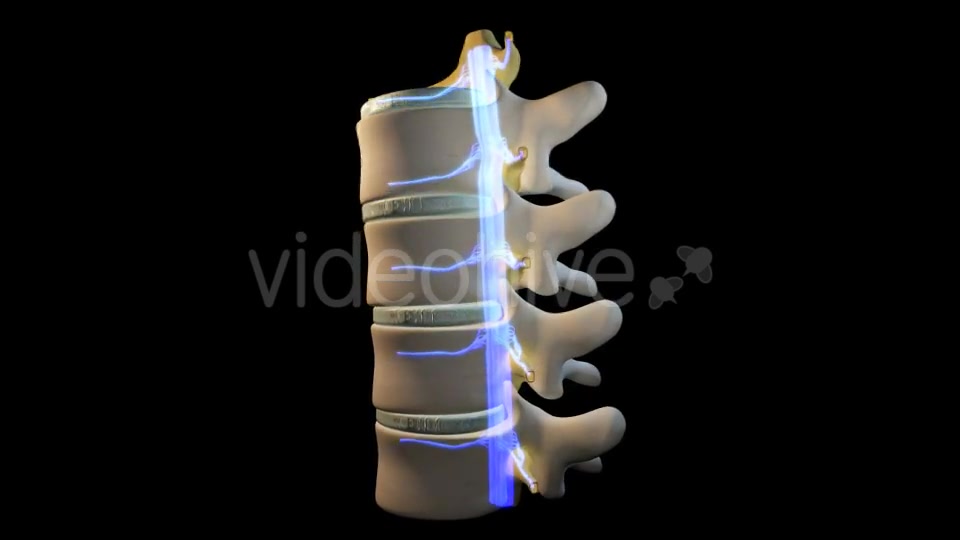 Spine Segment Movements Videohive 21120905 Motion Graphics Image 5