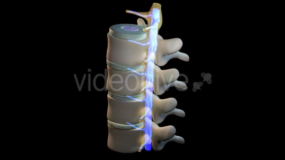 Spine Segment Movements Videohive 21120905 Motion Graphics Image 6