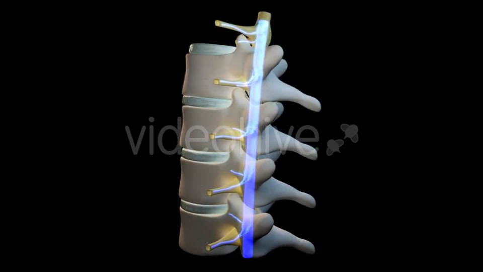 Spine Segment Movements Videohive 21120905 Motion Graphics Image 7