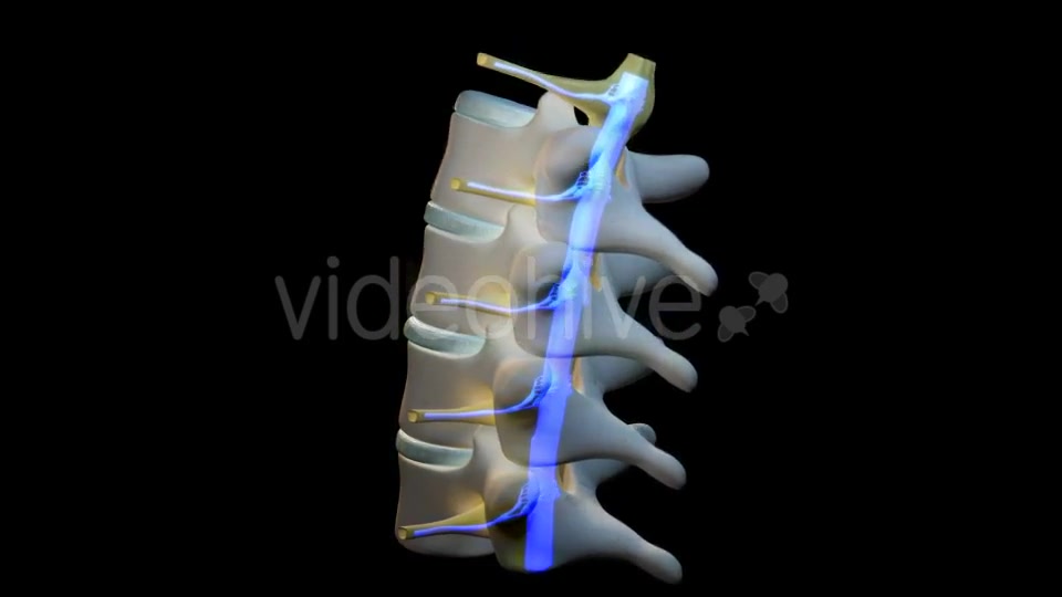 Spine Segment Movements Videohive 21120905 Motion Graphics Image 8