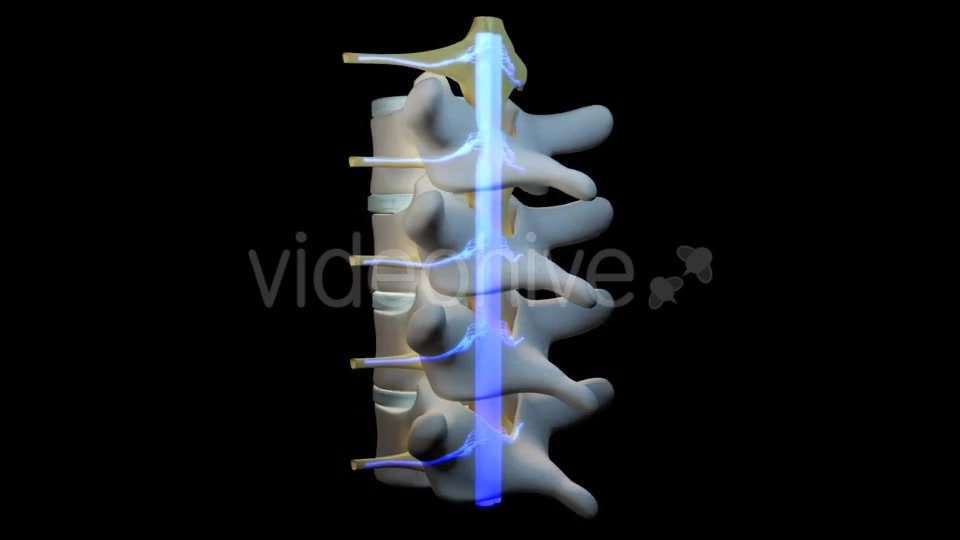 Spine Segment Movements Videohive 21120905 Motion Graphics Image 9