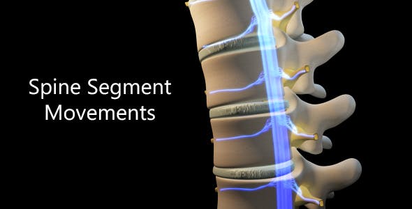 Spine Segment Movements - 21120905 Videohive Download