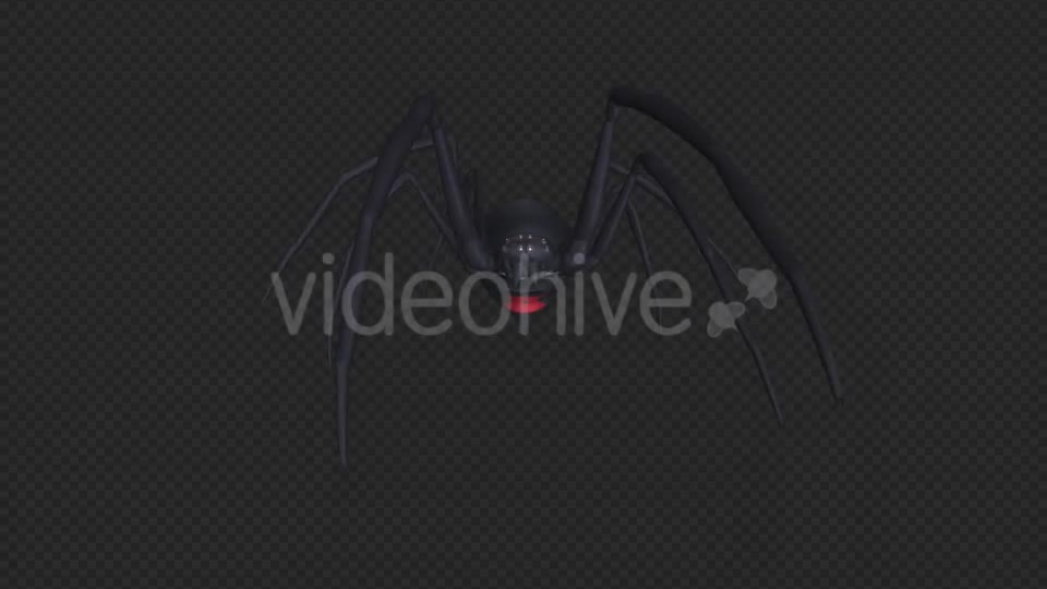 Spooky Spider Black Widow Walk Loop Pack of 6 Videohive 18379588 Motion Graphics Image 1
