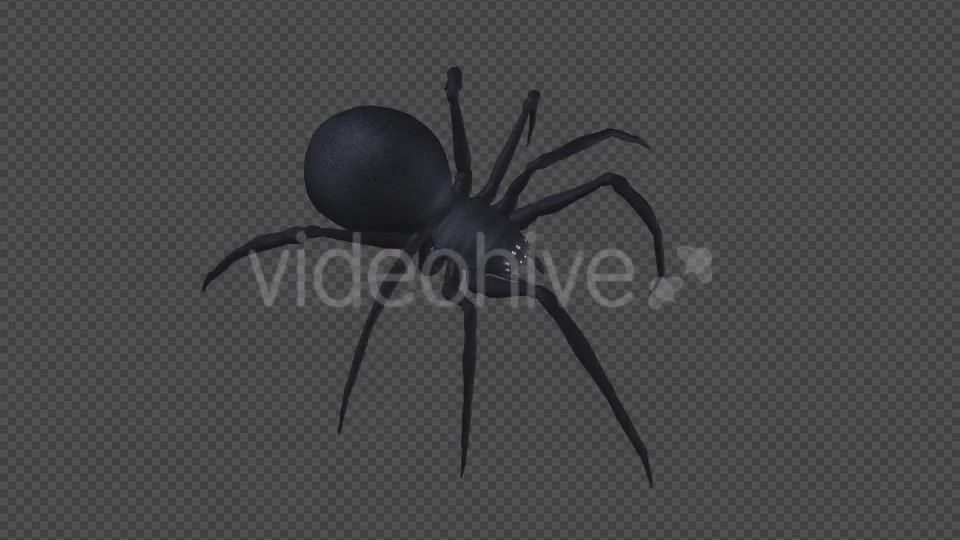Spooky Spider Black Widow Walk Loop Pack of 6 Videohive 18379588 Motion Graphics Image 10
