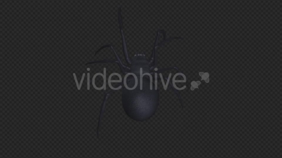 Spooky Spider Black Widow Walk Loop Pack of 6 Videohive 18379588 Motion Graphics Image 11