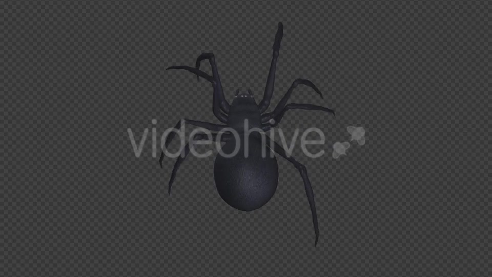 Spooky Spider Black Widow Walk Loop Pack of 6 Videohive 18379588 Motion Graphics Image 12