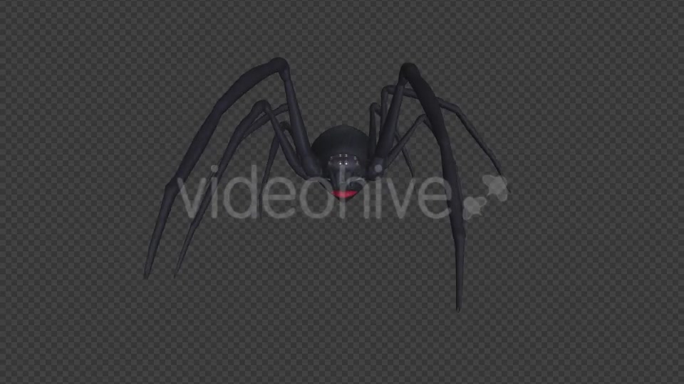 Spooky Spider Black Widow Walk Loop Pack of 6 Videohive 18379588 Motion Graphics Image 2
