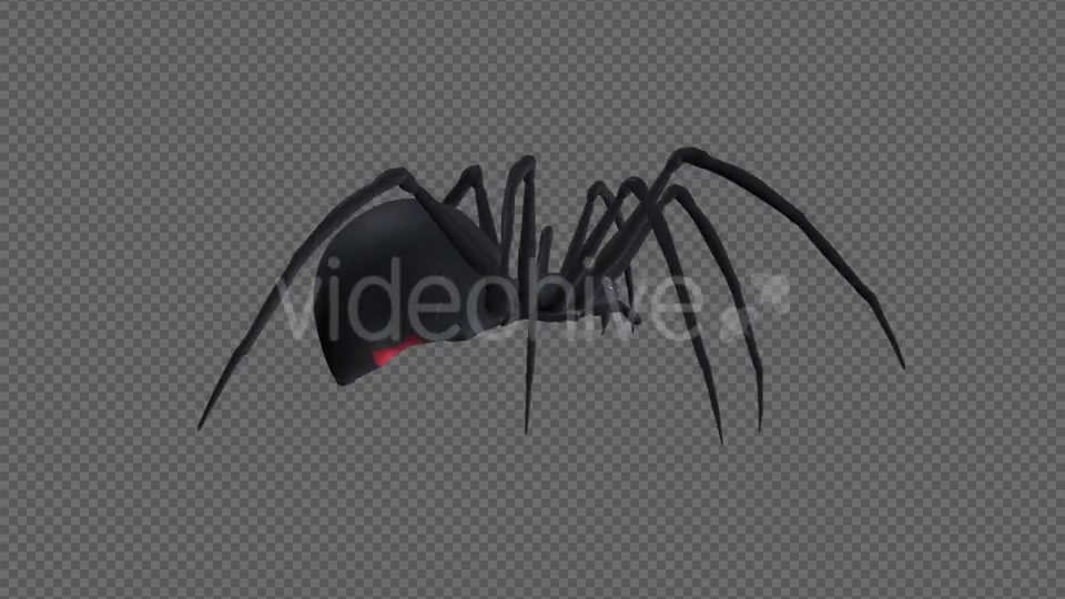 Spooky Spider Black Widow Walk Loop Pack of 6 Videohive 18379588 Motion Graphics Image 4