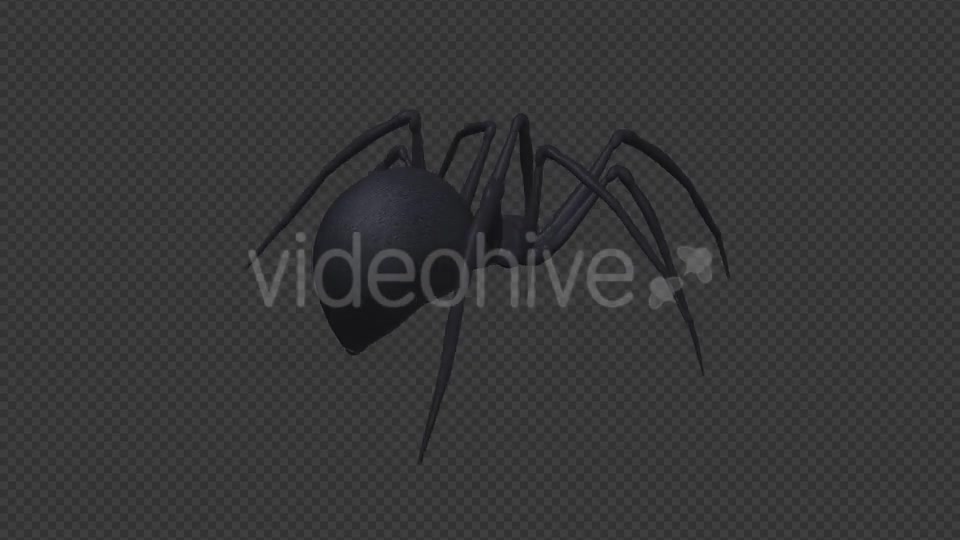 Spooky Spider Black Widow Walk Loop Pack of 6 Videohive 18379588 Motion Graphics Image 6