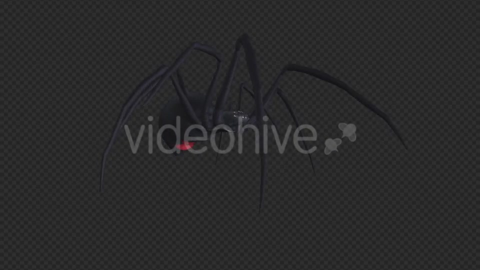 Spooky Spider Black Widow Walk Loop Pack of 6 Videohive 18379588 Motion Graphics Image 7