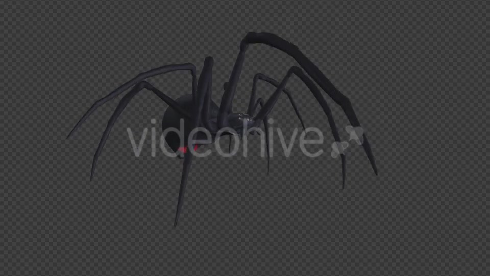 Spooky Spider Black Widow Walk Loop Pack of 6 Videohive 18379588 Motion Graphics Image 8