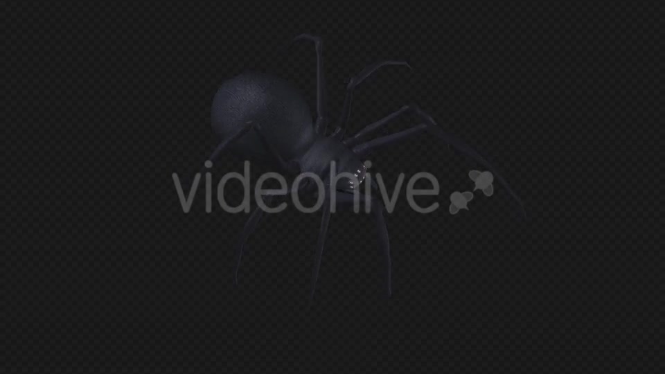 Spooky Spider Black Widow Walk Loop Pack of 6 Videohive 18379588 Motion Graphics Image 9