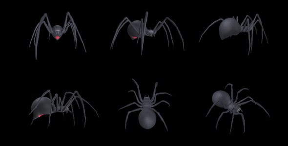 Spooky Spider Black Widow Walk Loop Pack of 6 - Download 18379588 Videohive