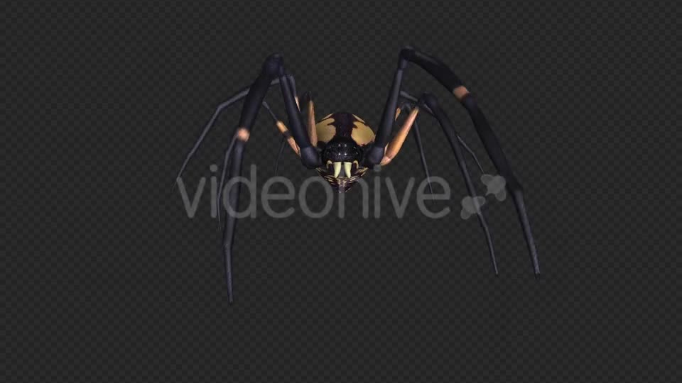 Spooky Spider Black Yellow Walk Loop Pack of 6 Videohive 18379609 Motion Graphics Image 1