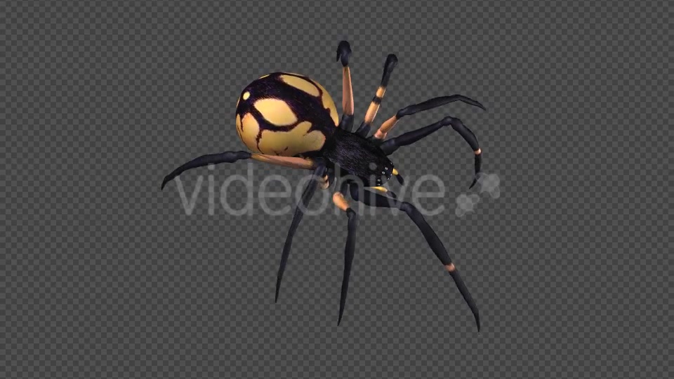Spooky Spider Black Yellow Walk Loop Pack of 6 Videohive 18379609 Motion Graphics Image 10